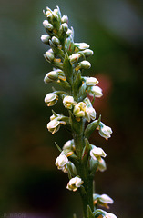 Pseudorchis albida - Small White Orchid