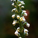 Pseudorchis albida - Small White Orchid