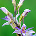 Limodorum abortivum - Violet Birdsnest Orchid