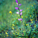 Cephalanthera rubra - Red Helleborine