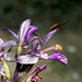 Limodorum abortivum - Violet Birdsnest Orchid