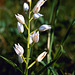 Cephalanthera longifolia - Sword-leaved Helleborine