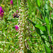 Himantoglossum hircinum - Lizard Orchid