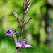 Limodorum abortivum - Violet Birdsnest Orchid