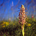 Himantoglossum hircinum - Lizard Orchid