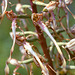 Himantoglossum hircinum - Lizard Orchid