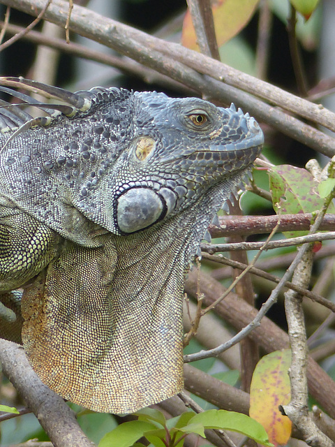 Iguanas in Martinique (8) - 12 March 2014