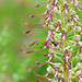 Himantoglossum hircinum - Lizard Orchid