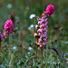 Gymnadenia conopsea et Anacamptis pyramidalis