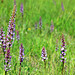 Gymnadenia conopsea - Fragrant orchid