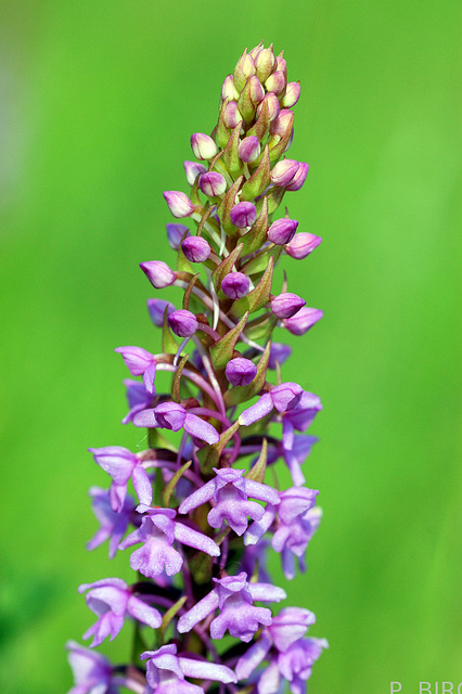 Gymnadenia conopsea - Fragrant orchid Gymnadenia conopsea - Fragrant orchid