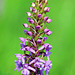 Gymnadenia conopsea - Fragrant orchid