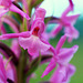 Gymnadenia conopsea - Fragrant orchid