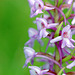 Gymnadenia conopsea - Fragrant orchid