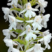 Gymnadenia conopsea - Fragrant orchid (white variety)