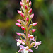 Gymnadenia odoratissima - Fragrant Orchid