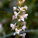 Gymnadenia odoratissima - Fragrant Orchid