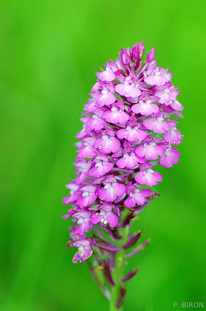 Anacamptis pyramidalis - Pyramidal Orchid