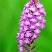 Anacamptis pyramidalis - Pyramidal Orchid