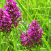 Anacamptis pyramidalis - Pyramidal Orchid