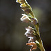 Goodyera repens - Creeping Lady's Tresses