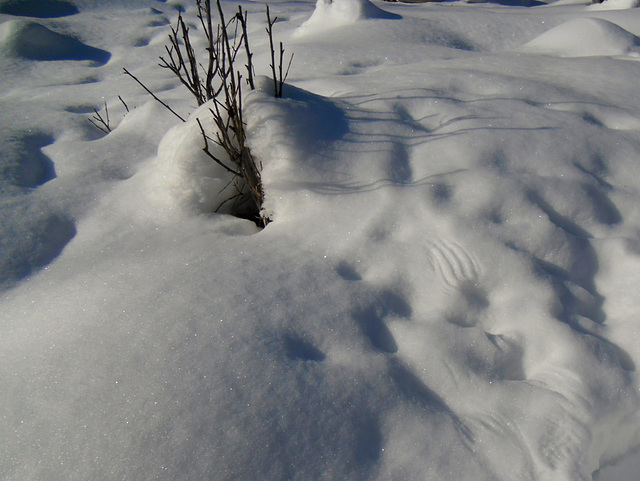 Owl tracks