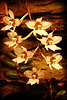 Orchids