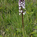 Orchis purpurea - Lady orchid