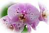 Orchids 1