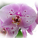 Orchids 1