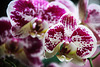 Orchids 2