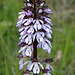 Orchis purpurea - Lady orchid