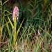 Dactylorhiza incarnata - Early Marsh Orchid