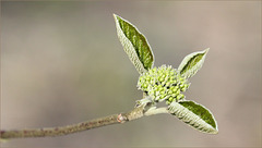 Bouquet de printemps