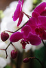 Orchids 5