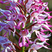 Orchis militaris - Military Orchid