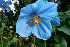 True Blue Beauty at Longwood Gardens!