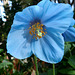 True Blue Beauty at Longwood Gardens!