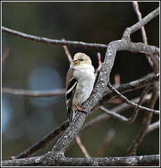 Gold Finch