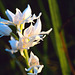 Orchis militaris albiflora - Military Orchid