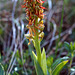 Aceras anthropophorum - Man Orchid