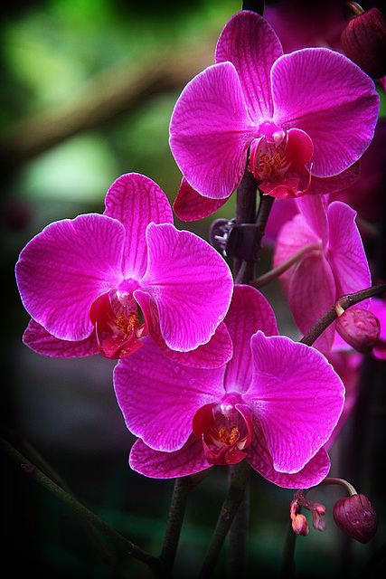 Orchids 3