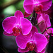 Orchids 3