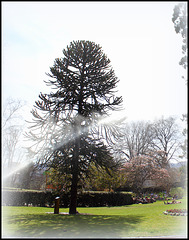 Araucaria (2)