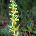 Coeloglossum viride - Frog Orchid