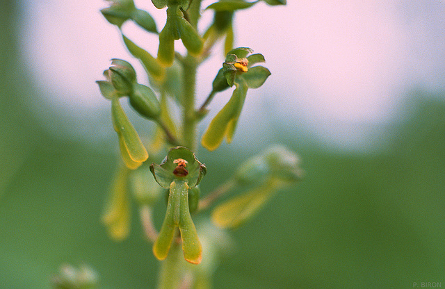 Listera ovata - European Common Twayblade Listera ovata - European Common Twayblade
