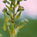 Listera ovata - European Common Twayblade