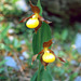 Cypripedium calceolus - Lady's Slipper Orchid