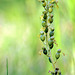 Listera ovata - European Common Twayblade