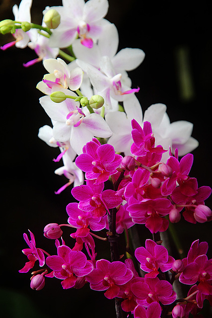 Orchids 9